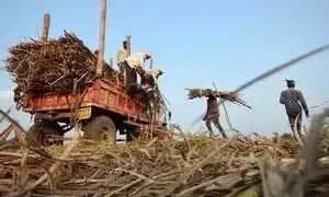 भारत में चीनी उत्पादन अगले साल रिकॉर्ड स्तर पर पहुंच सकता है, निर्यात में भी तेजी आ सकती है