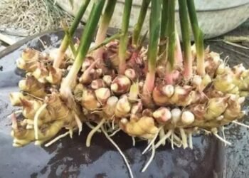 इस महीने से किसान शुरु करें अदरक की खेती, जानें क्या है सही तरीका