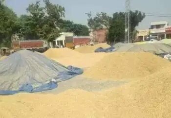 पंजाब में धान खरीदी का टारगेट नहीं हुआ पूरा, 55 हजार किसानों को नहीं मिला MSP का लाभ!