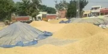 पंजाब में धान खरीदी का टारगेट नहीं हुआ पूरा, 55 हजार किसानों को नहीं मिला MSP का लाभ!