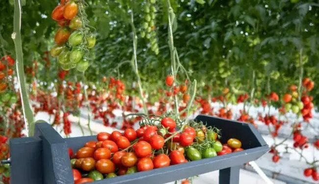 अगस्त तक लगाएं टमाटर की नर्सरी, ऐसे करें खेती की तैयारी
