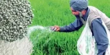 DAP जगह इन उत्पादों से भी होता है बढ़िया उत्पादन, कृषि वैज्ञानिक ने दी जानकारी!