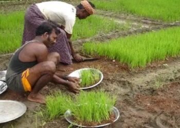 धान की खेती करने वाले किसानों को सरकार दे रही 4000 रुपये की मदद, जल्द करें आवेदन