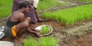धान की खेती करने वाले किसानों को सरकार दे रही 4000 रुपये की मदद, जल्द करें आवेदन