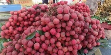 खराब हो रही शाही लीची की फसल! मदद के लिए कृषि विज्ञान केंद्र ने बताए बचाव के तरीके
