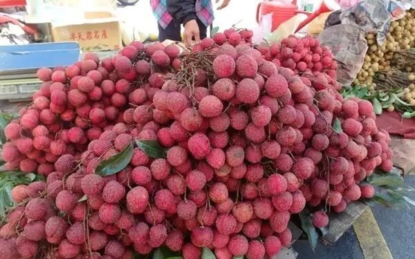 खराब हो रही शाही लीची की फसल! मदद के लिए कृषि विज्ञान केंद्र ने बताए बचाव के तरीके