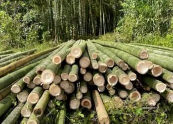 बांस की बढ़ी डिमांड, बढ़ाया जाएगा खेती का रकबा, ये रखा गया लक्ष्य!