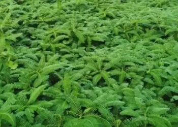 किसानों को मिलेगा ढैंचा का बीज, इस जिले में शुरु हुई स्कीम!