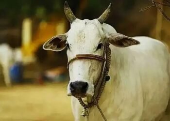 खुशखबरी: देसी गायों की खरीद के लिए हरियाणा सरकार ने पशुपालकों के लिए उठाया बड़ा कदम