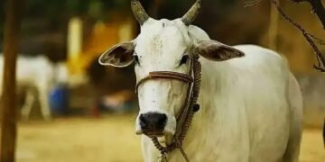 खुशखबरी: देसी गायों की खरीद के लिए हरियाणा सरकार ने पशुपालकों के लिए उठाया बड़ा कदम