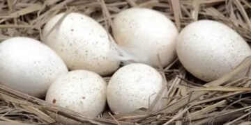 ओमान में फिर बंद हुआ भारत का अंडा निर्यात, जानें क्या है वजह?