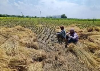 किसानों को बड़ी राहत! इस कंपनी को बढ़िया दाम में बेचे पराली