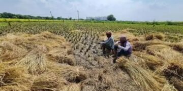 किसानों को बड़ी राहत! इस कंपनी को बढ़िया दाम में बेचे पराली