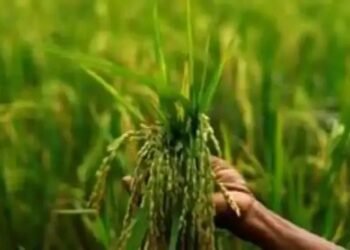 खरीफ की अच्छी संभावनाओं, आयात से दालों की कीमतों में नरमी