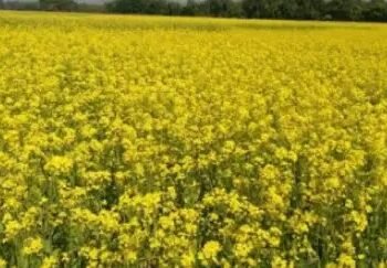 राजस्थान में किसानों ने सरसों को लेकर शुरु किया आंदोलन, मंडी में नहीं आए नजर, जानें क्या है वजह?