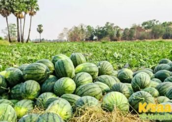 गर्मी के मौसम के किसान ऐसे करें तरबूज की खेती, जानें किन बातों का रखें ख्याल