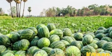 गर्मी के मौसम के किसान ऐसे करें तरबूज की खेती, जानें किन बातों का रखें ख्याल