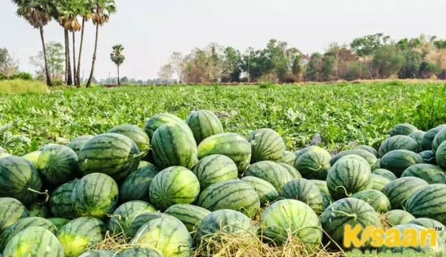 गर्मी के मौसम के किसान ऐसे करें तरबूज की खेती, जानें किन बातों का रखें ख्याल