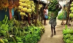 20 कृषि उत्पादों के बीच केला, आम के निर्यात की कार्ययोजना पर काम चल रहा है