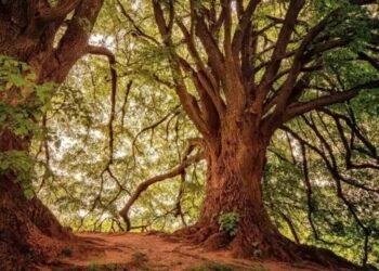 महाराष्ट्र के सिंधुदुर्ग में पेड़ से जंजीर से बंधी मिली अमेरिकी पासपोर्ट वाली महिला