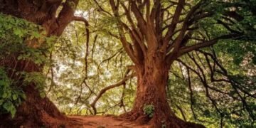 महाराष्ट्र के सिंधुदुर्ग में पेड़ से जंजीर से बंधी मिली अमेरिकी पासपोर्ट वाली महिला