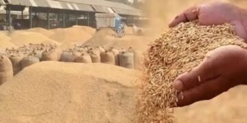 हरियाणा: शुरु हुई धान की खरीद, अब किसानों को नहीं बनवाना पड़ेगा गेट पास