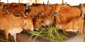 क्या है यूपी सरकार की ‘नंदिनी कृषक समृद्धि योजना’ जिसपर मिल रही 31 लाख की सब्सिडी
