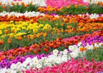 बिहार में बढ़ रही है फूलों की खेती, जानें क्या है खास?