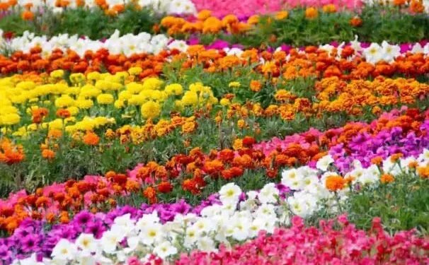 बिहार में बढ़ रही है फूलों की खेती, जानें क्या है खास?