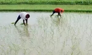 खरीफ की बुवाई में तेजी, प्रमुख फसलों का रकबा बढ़ा