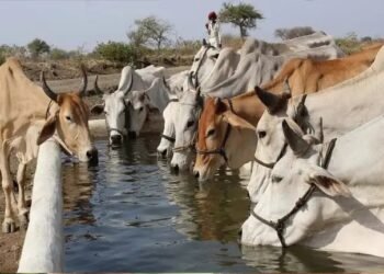पशुपालन और डेयरी विभाग 21वीं पशुधन गणना के लिए रणनीतिक कार्यशाला आयोजित करेगा