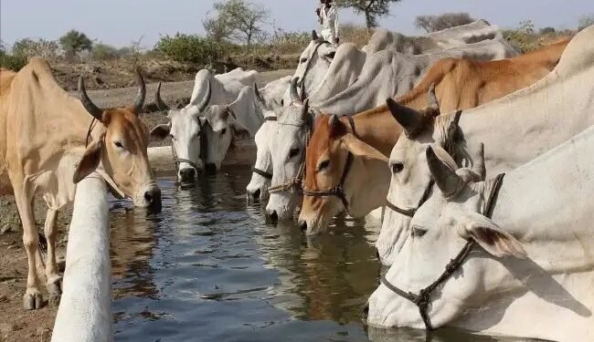 पशुपालन और डेयरी विभाग 21वीं पशुधन गणना के लिए रणनीतिक कार्यशाला आयोजित करेगा