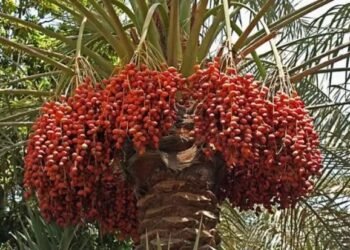 ये फसल देगी 5 लाख की कमाई, खेती के लिए सरकार दे रही पैसा…अभी करें आवेदन