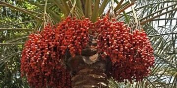 ये फसल देगी 5 लाख की कमाई, खेती के लिए सरकार दे रही पैसा…अभी करें आवेदन