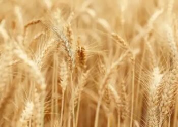 मध्य प्रदेश में 80 लाख मीट्रिक टन गेहूं उत्पादन का अनुमान, लाखों किसानों ने कराया रजिस्ट्रेशन!