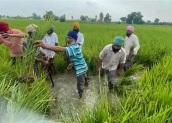 धान को बौना बना रहा चीनजनित वायरस, पंजाब के 8 जिलों में फसल तबाह!