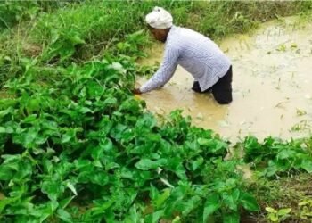 पत्तेदार पानी पालक किस्म ‘काशी मनु’ का उच्च भूमि में उत्पादन किसानों के लिए वरदान