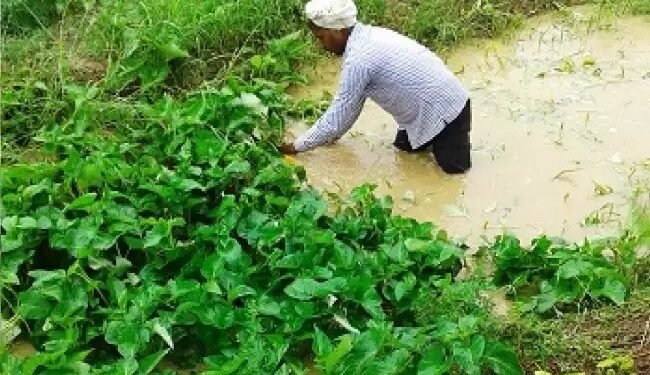 पत्तेदार पानी पालक किस्म ‘काशी मनु’ का उच्च भूमि में उत्पादन किसानों के लिए वरदान