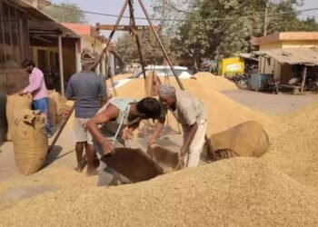 धान की पौध तैयार करते समय इन बातों को रखें ध्यान, होगा बंपर मुनाफा