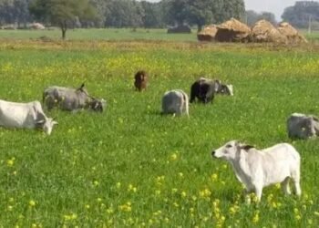 गौवंश के लिए बनाए जाएंगे 10,000 आश्रय, इन चीजों की व्यवस्थाएं करेगी राज्य सरकार!