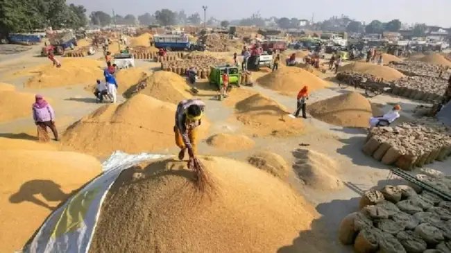 MP: 1 लाख से ज्यादा महिला किसानों ने सरकार को बेचा गेहूं, ऑनलाइन सुविधा से हुई आसानी