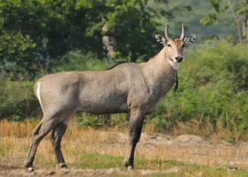 यह देसी जुगाड़ है कारगार, 100 में नीलगाय से बचाएं अपनी फसलें, अपनाएं ये तरीका