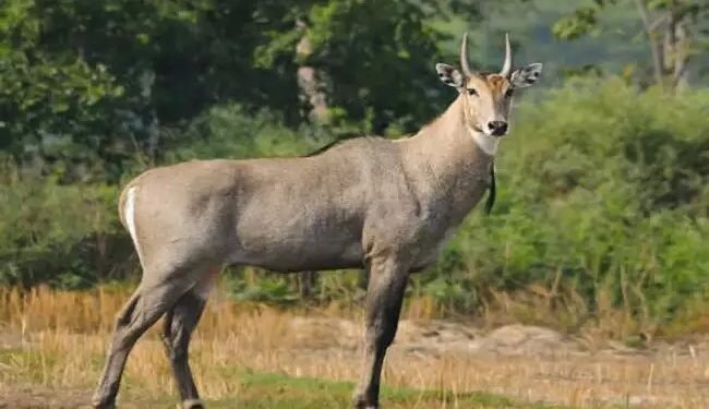 यह देसी जुगाड़ है कारगार, 100 में नीलगाय से बचाएं अपनी फसलें, अपनाएं ये तरीका