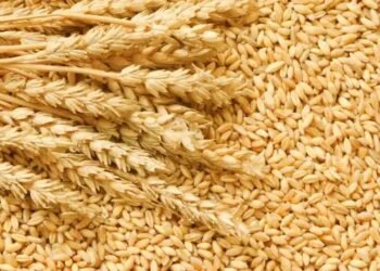 MSP पार कर गईं गेहूं की कीमतें, जानें क्या हैं मंडियों के भाव?