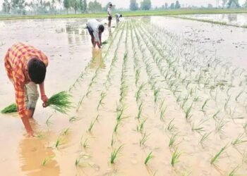 बिगड़ते मौसम का किसानों की फसलों पर नहीं होगा असर, मौसम विभाग ने जारी की एडवाइजरी