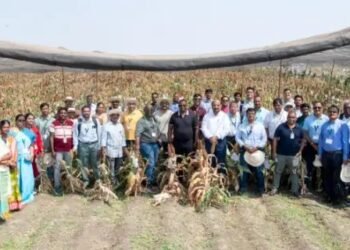 आईसीआरआईएसएटी के सोरघम वैज्ञानिकों के फील्ड डे में 13,000 से अधिक उन्नत प्रजनन नवाचारों पर प्रकाश डाला