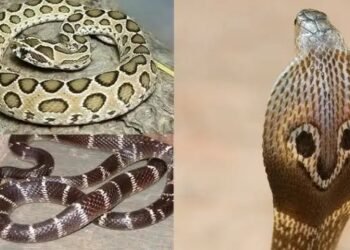 जहरीले सांपों से बचने के लिए UP सरकार का एक्शन प्लान तैयार, बैठक में निर्देश जारी