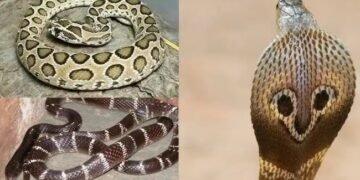 जहरीले सांपों से बचने के लिए UP सरकार का एक्शन प्लान तैयार, बैठक में निर्देश जारी