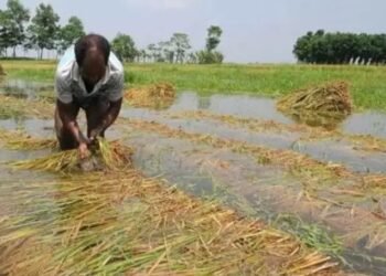 सूखा- बेमौसम बारिश और मॉनसून की मार, 80 प्रतिशत किसान झेल रहे दर्द