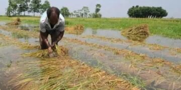 सूखा- बेमौसम बारिश और मॉनसून की मार, 80 प्रतिशत किसान झेल रहे दर्द